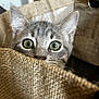 kitten, cat, peeking, burlap, basket, curious, wide_eyes, feline, pet, indoor, closeup, whiskers, ears, texture, animal, cute, playful, young, soft_light, home