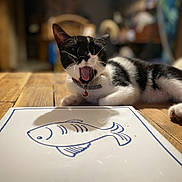Pito a rejoint le concours — aidez-le/la à gagner de superbes lots ! animal, bell, black_and_white, blurred_background, cat, closeup, collar, domestic_animal, feline, fish_drawing, fur, indoor, mouth_open, pet, plate, relaxed, table, whiskers, wooden_surface, yawning