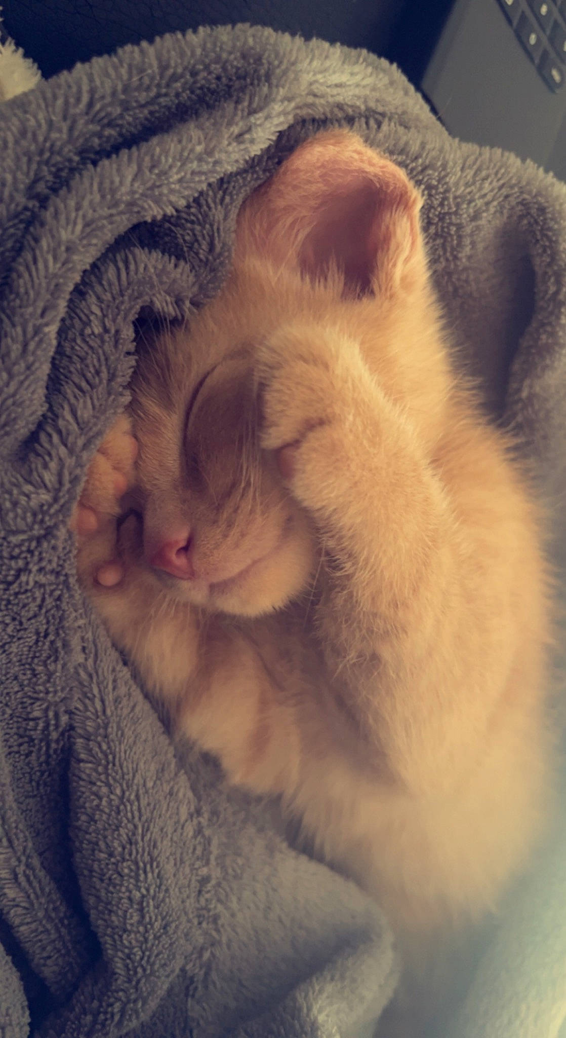 Floky participe au concours pour gagner de l'argent avec cette photo : carnivore, cat, claw, cloud, comfort, domestic_short_haired_cat, ear, fawn, felidae, fur, meteorological_phenomenon, nap, paw, sky, small_to_medium_sized_cats, tail, whiskers, wrinkle