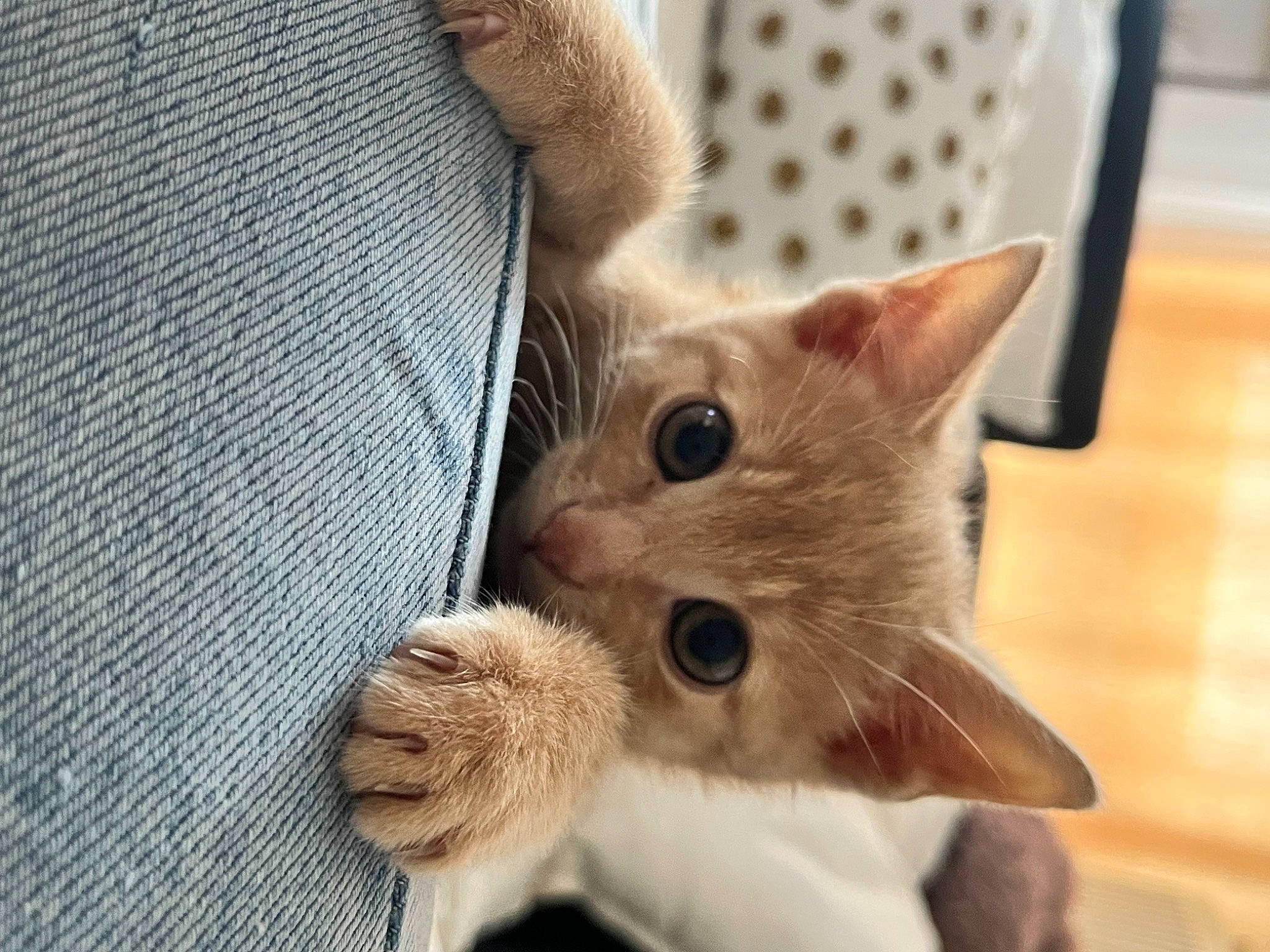 Floky a rejoint le concours — aidez-le/la à gagner de superbes lots ! carnivore, cat, chair, claw, comfort, domestic_short_haired_cat, ear, fawn, felidae, fur, gesture, nail, paw, small_to_medium_sized_cats, snout, whiskers