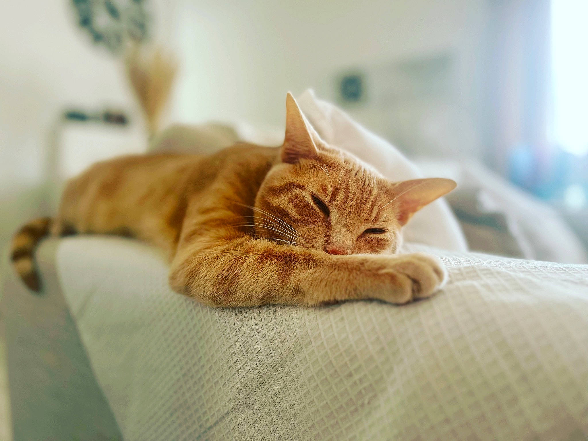 Floky participe au concours pour gagner de l'argent avec cette photo : bedding, carnivore, cat, cat_supply, claw, comfort, domestic_short_haired_cat, fawn, felidae, flooring, fur, linens, nap, paw, room, small_to_medium_sized_cats, snout, tail, whiskers, wood