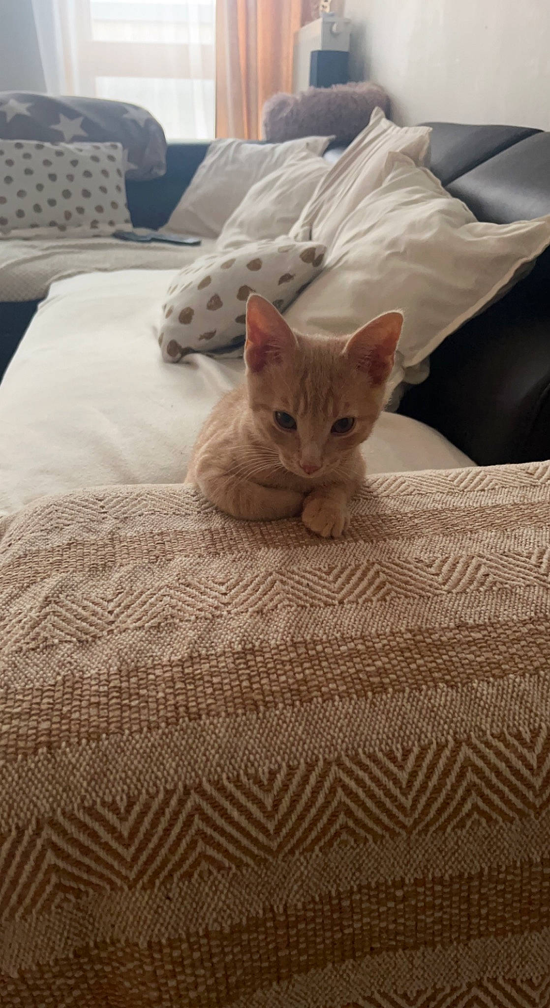 Floky participe au concours pour gagner de l'argent avec cette photo : bed, bedding, carnivore, cat, comfort, domestic_short_haired_cat, fawn, felidae, flooring, fur, furniture, grey, hardwood, linens, small_to_medium_sized_cats, snout, tail, textile, whiskers, wood