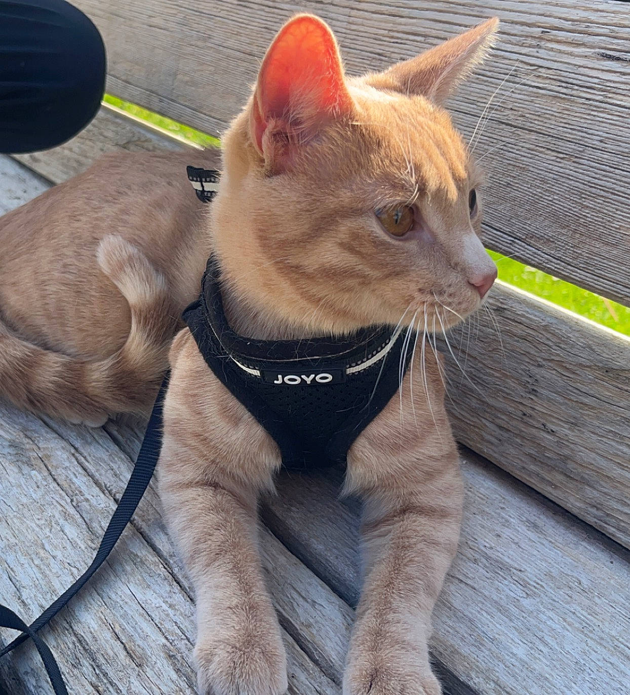 Floky participe au concours pour gagner de l'argent avec cette photo : carnivore, cat, claw, collar, comfort, curious, domestic_short_haired_cat, eye, fawn, felidae, foot, fur, paw, sitting, small_to_medium_sized_cats, snout, tail, terrestrial_animal, whiskers, wood