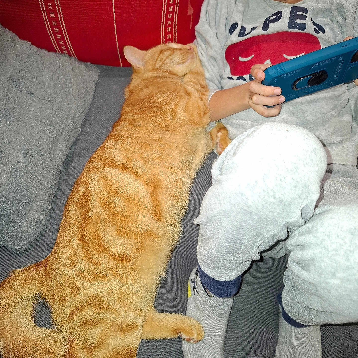 Tigrou a rejoint le concours — aidez-le/la à gagner de superbes lots ! accessories, animal, baby, cat, chair, clothing, couch, cushion, electronics, face, furniture, glasses, glove, homedecor, hosiery, mobilephone, person, pet, phone, sock