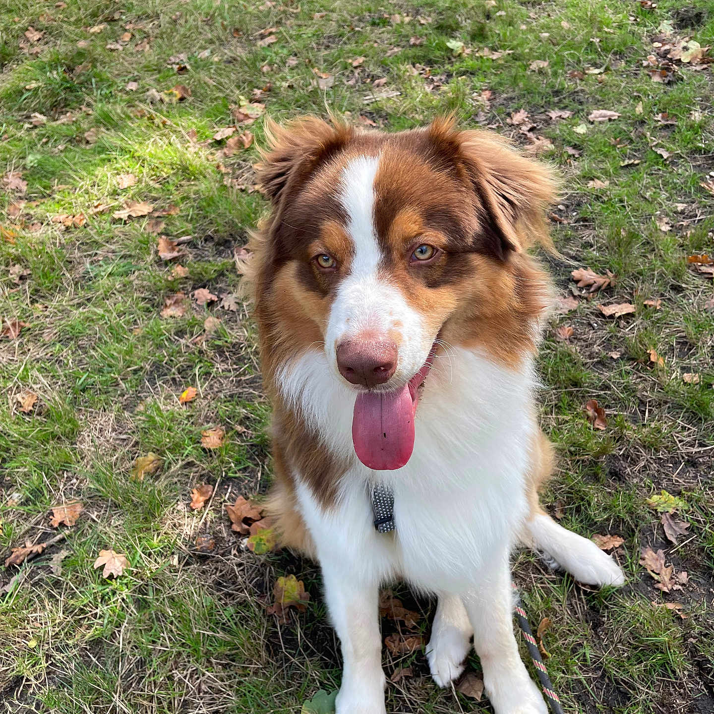 Ulan a rejoint le concours — aidez-le/la à gagner de superbes lots ! accessories, animal, bodypart, canine, collie, dog, field, grass, grassland, husky, lawn, mouth, nature, outdoors, person, pet, plant, puppy, strap, tongue