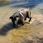 Luna joined the competition — help win amazing prizes! dog, black_dog, water, muddy_water, ripples, sunlight, wet, outdoor, animal, pet, nature, shore, reflection, canine, summer, daylight, collar, walking, cautious, mud