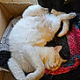 cat, white_cat, sleeping, feline, cozy, cardboard_box, blanket, knitted_blanket, indoor, pet, fur, whiskers, relaxation, rest, cute, animal, domestic, paw, tail, pink_nose