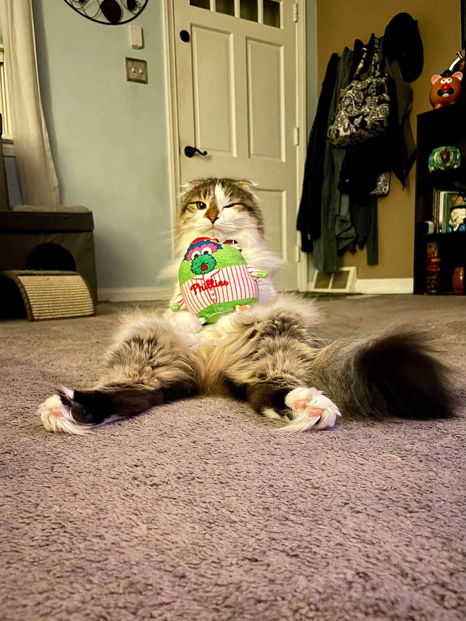 Latte is registered to the contest to win money with this photo: carnivore, carpet, cat, comfort, companion_dog, curtain, dog_breed, fashion_design, felidae, floor, flooring, fur, grey, hardwood, linens, room, small_to_medium_sized_cats, tail, textile, whiskers