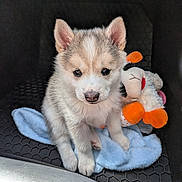 Breezy is registered to the contest to win money with this photo: puppy, dog, husky, fluffy, sitting, toy, stuffed_animal, duck, blanket, blue_blanket, car, vehicle_interior, pet, animal, cute, portrait, ears, white_fur, black_background, indoor