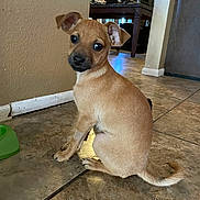 Oden is registered to the contest to win money with this photo: puppy, dog, indoor, tile_floor, pet_bowl, brown, small_dog, cute, animal, young, ears, tail, looking_back, home, floor, domestic, sitting, pet, canine, curious