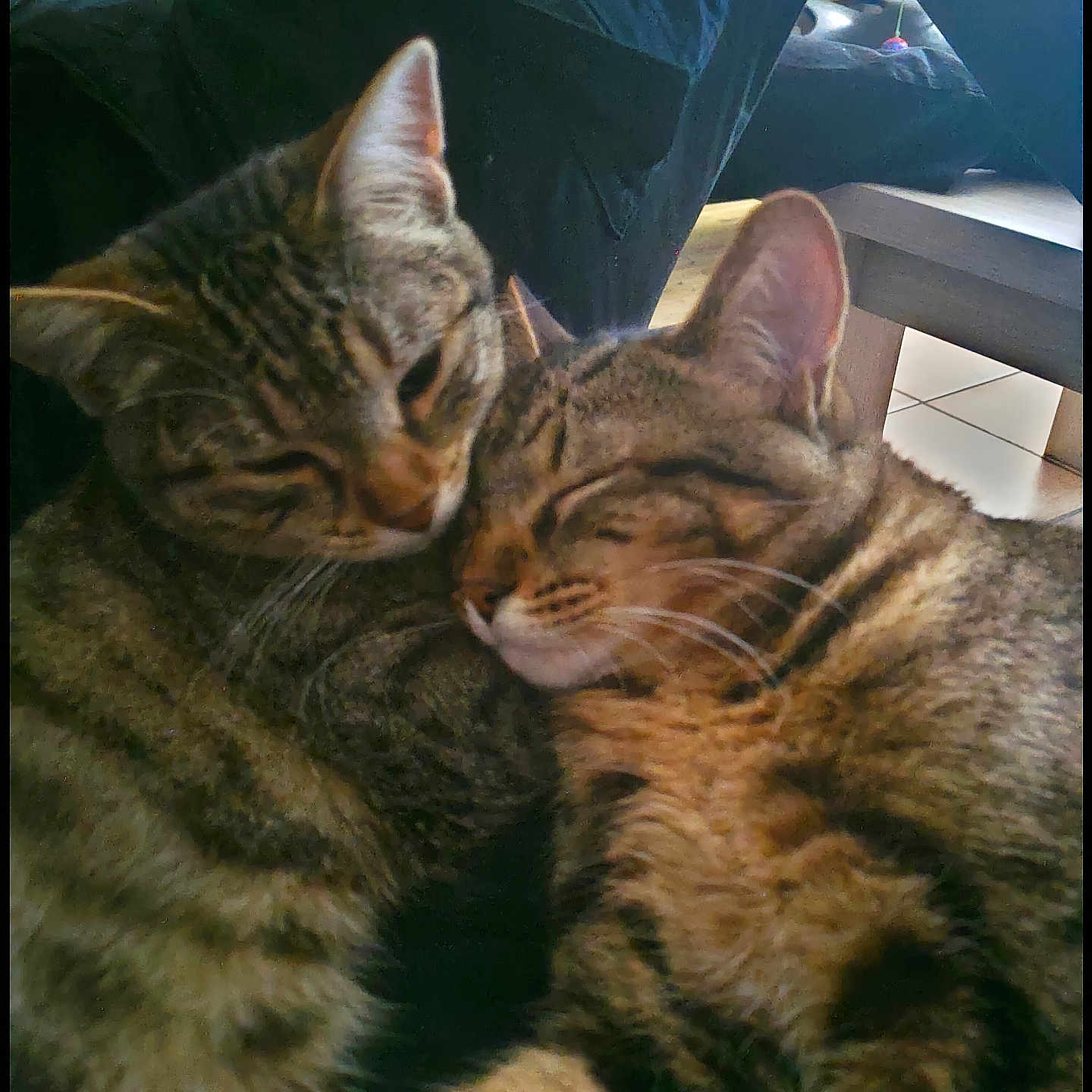 Bandit Et Chipie participe au concours pour gagner de l'argent avec cette photo : animal, cat, closeup, companion, cuddle, cute, domestic_animal, ears, feline, fur, home, indoor, pair, pet, relaxing, sleeping, snuggling, soft_light, tabby, whiskers