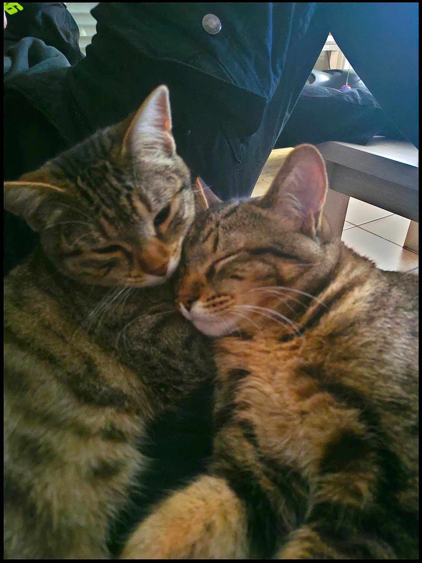 Bandit Et Chipie participe au concours pour gagner de l'argent avec cette photo : cat, tabby, snuggling, pet, feline, indoor, closeup, sleeping, cuddle, fur, whiskers, ears, domestic_animal, companion, cute, animal, soft_light, home, relaxing, pair