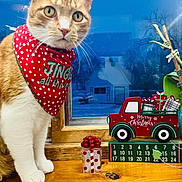 Peggy joined the competition — help win amazing prizes! cat, orange_cat, white_paws, bandana, red_bandana, polka_dots, holiday, christmas_decor, wooden_sill, window, snow, gift_box, decorative_truck, indoor, pets, animal, festive, cute, curious, holiday_season