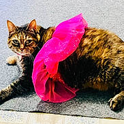 Peggy Lapaugh is registered to the contest to win money with this photo: cat, tabby, pink_tutu, carpet, pet, animal, feline, cute, indoor, fur, whiskers, paws, laying_down, costume, sparkle, expression, domestic_cat, relaxed, playful, close_up