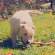 Onyx participe au concours pour gagner de l'argent avec cette photo : animal, canine, chewing, daytime, dog, fun, grass, greenery, happy, nature, outdoor, pet, playful, small_dog, sniffing, stick, summer, sunlight, white_dog, yard