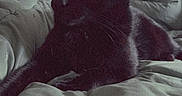 Doudouille a rejoint le concours — aidez-le/la à gagner de superbes lots ! animal, bed, black_cat, blanket, cat, comfort, cozy, cute, domestic, ears, eyes, feline, fur, indoor, pet, relaxed, resting, sleepy, soft, whiskers