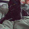 cat, black_cat, pet, animal, indoor, bed, blanket, feline, relaxed, resting, fur, whiskers, ears, eyes, comfort, domestic, cute, cozy, sleepy, soft