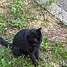 black_cat, cat, grass, outdoor, curb, greenery, animal, pet, nature, feline, street, sidewalk, plant, daylight, mammal, alert, wildlife, domestic_animal, quiet, watchful