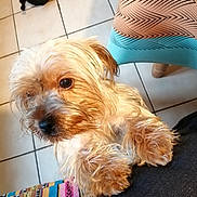 Vegas a rejoint le concours — aidez-le/la à gagner de superbes lots ! dog, small_dog, wet_paws, scruffy, looking_up, indoor, tiled_floor, colorful_fabric, striped_fabric, chair, patterned_chair, black_object, knots, front_legs, close_up, pet, cute, animal, companion, furry