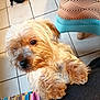 dog, small_dog, wet_paws, scruffy, looking_up, indoor, tiled_floor, colorful_fabric, striped_fabric, chair, patterned_chair, black_object, knots, front_legs, close_up, pet, cute, animal, companion, furry