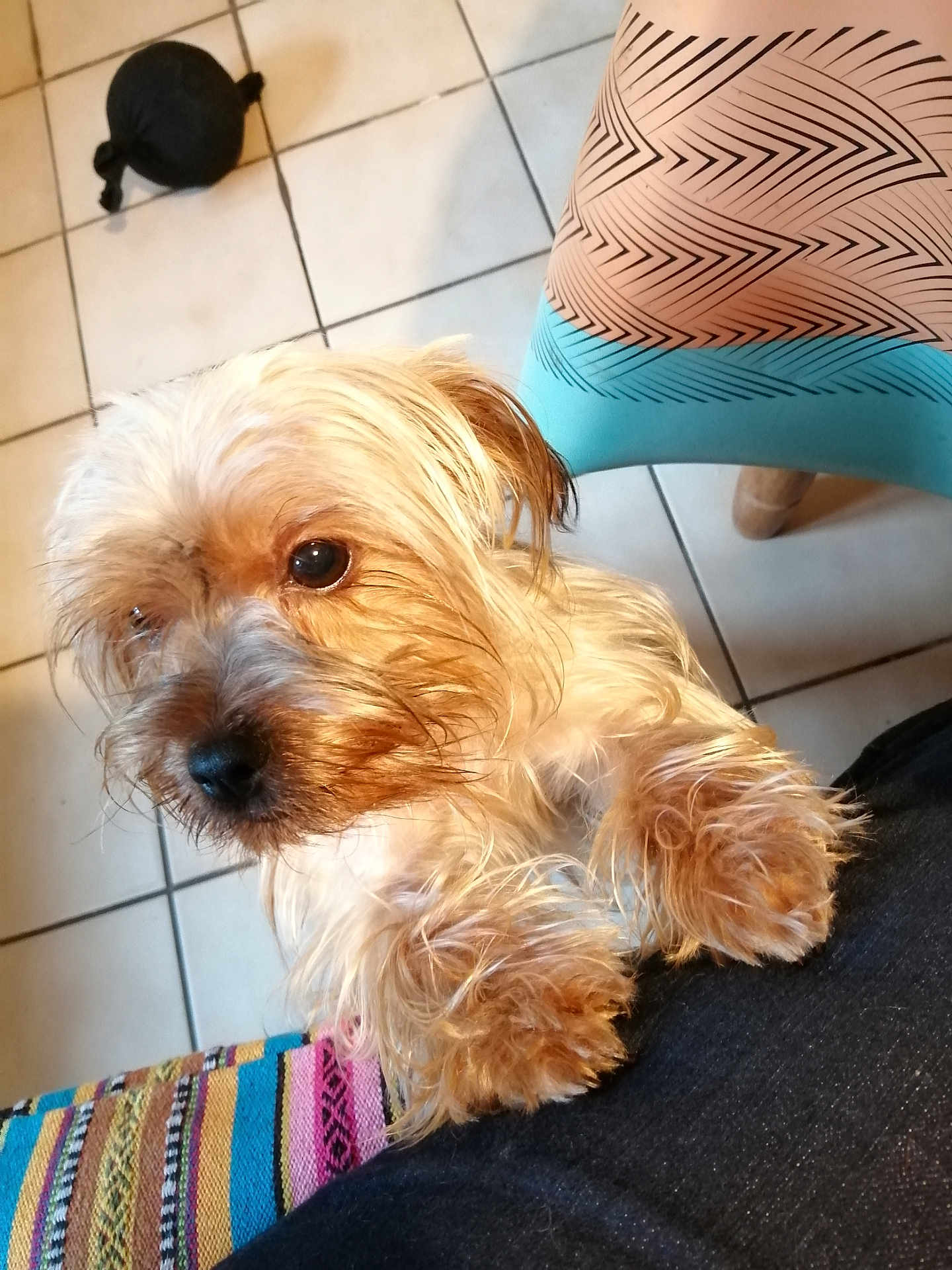 Vegas a rejoint le concours — aidez-le/la à gagner de superbes lots ! dog, small_dog, wet_paws, scruffy, looking_up, indoor, tiled_floor, colorful_fabric, striped_fabric, chair, patterned_chair, black_object, knots, front_legs, close_up, pet, cute, animal, companion, furry