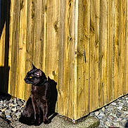 Lilith is registered to the contest to win money with this photo: animal, black_cat, cat, collar, concrete, curious, daylight, feline, nature, outdoor, pet, quiet, rocks, shadow, side_view, sitting, sunlight, texture, wooden_fence, yellow_eyes