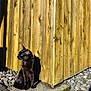 animal, black_cat, cat, collar, concrete, curious, daylight, feline, nature, outdoor, pet, quiet, rocks, shadow, side_view, sitting, sunlight, texture, wooden_fence, yellow_eyes