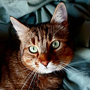 Minou a rejoint le concours — aidez-le/la à gagner de superbes lots ! cat, tabby, green_eyes, close_up, pet, feline, whiskers, fur, indoor, blanket, resting, cute, animal, mammal, portrait, looking_at_camera, domestic_cat, tabby_pattern, soft_texture, cozy