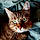 Minou