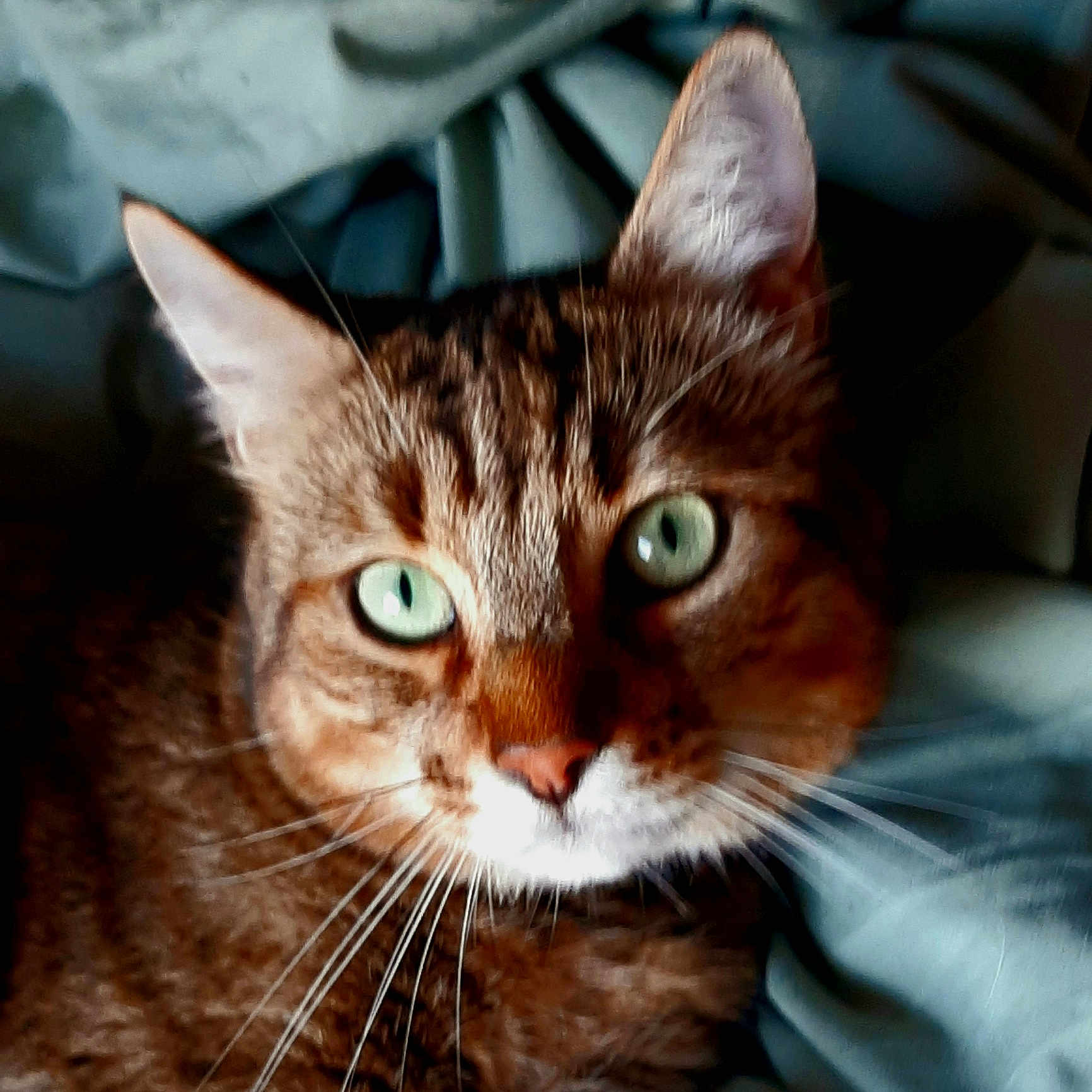 Minou a rejoint le concours — aidez-le/la à gagner de superbes lots ! animal, blanket, cat, close_up, cozy, cute, domestic_cat, feline, fur, green_eyes, indoor, looking_at_camera, mammal, pet, portrait, resting, soft_texture, tabby, tabby_pattern, whiskers