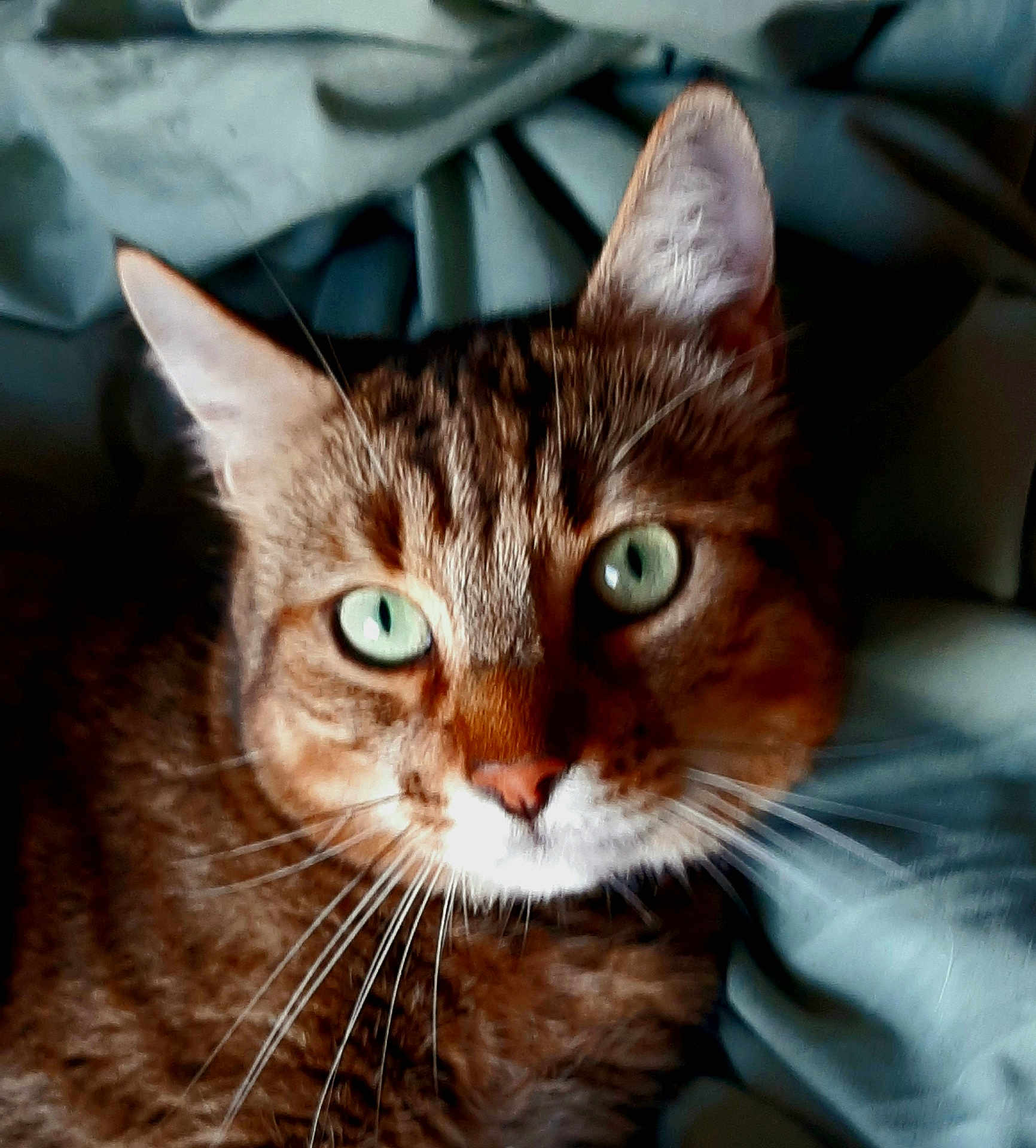 Minou a rejoint le concours — aidez-le/la à gagner de superbes lots ! cat, tabby, green_eyes, close_up, pet, feline, whiskers, fur, indoor, blanket, resting, cute, animal, mammal, portrait, looking_at_camera, domestic_cat, tabby_pattern, soft_texture, cozy