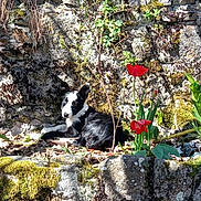 Aria a rejoint le concours — aidez-le/la à gagner de superbes lots ! dog, black_and_white, lying_down, stone_wall, moss, sunlight, garden, plants, flowers, red_tulips, nature, outdoor, shadows, greenery, relaxing, pet, flora, spring, peaceful, animal