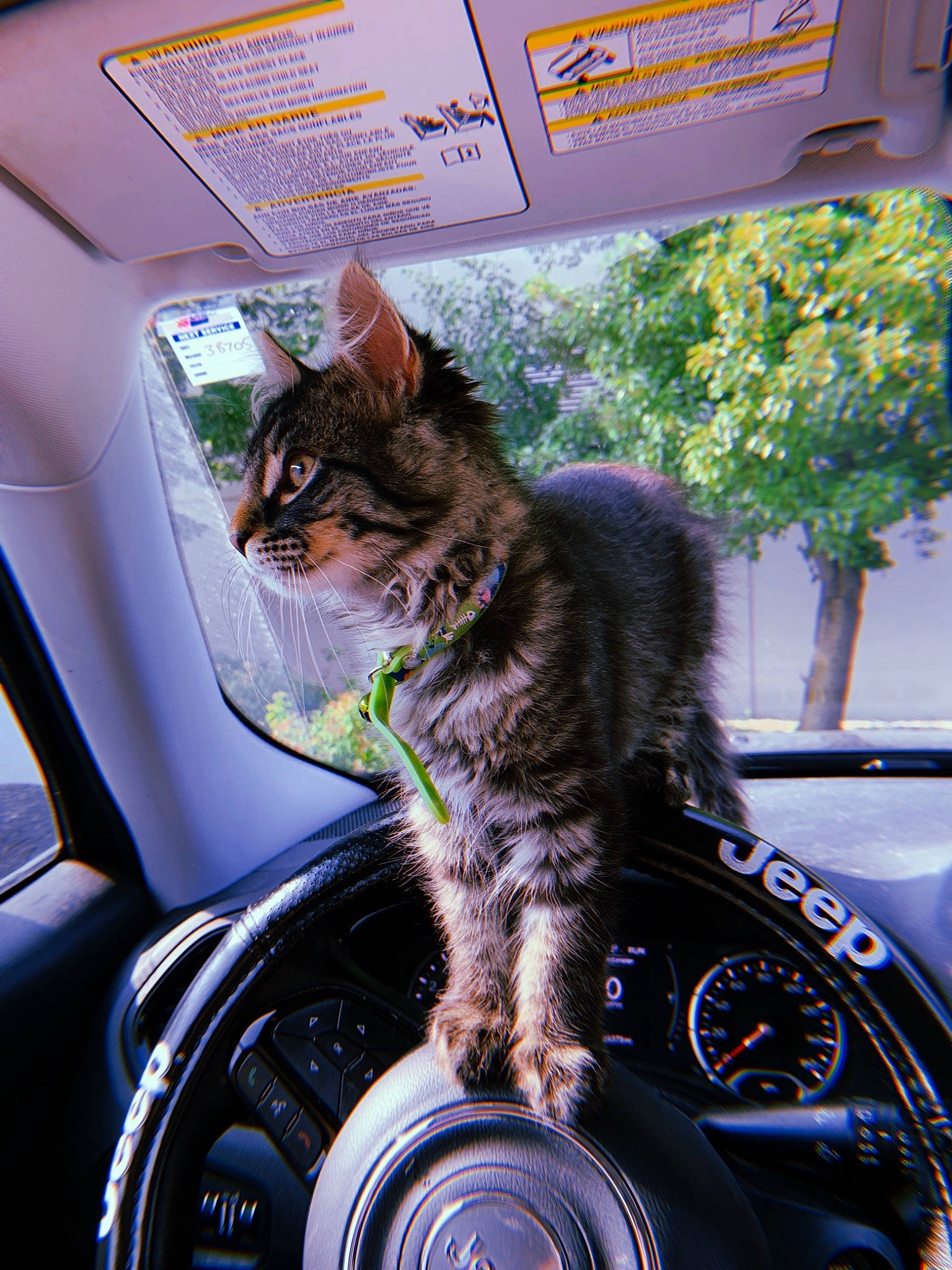 Nimbus joined the competition — help win amazing prizes! asian, auto_part, automotive_wheel_system, automotive_window_part, car, carnivore, cat, domestic_short_haired_cat, felidae, glass, luxury_vehicle, small_to_medium_sized_cats, steering_part, steering_wheel, vehicle, vehicle_door, wheel, whiskers, window, windshield