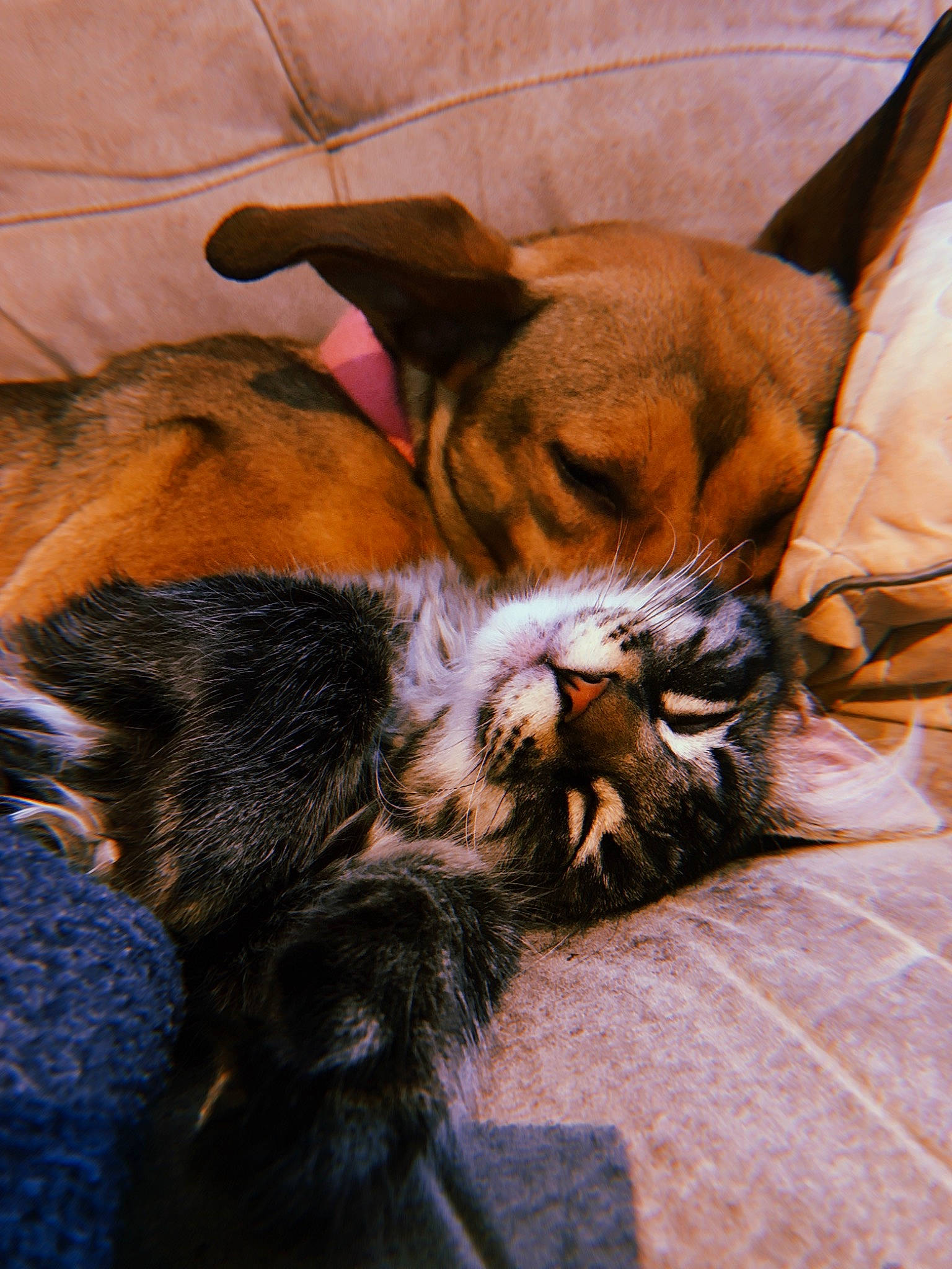 Nimbus joined the competition — help win amazing prizes! boxer, canidae, carnivore, cat, claw, dog, dog_breed, fawn, felidae, fur, kitten, mammal, nap, sleep, small_to_medium_sized_cats, snout, tabby_cat, whiskers