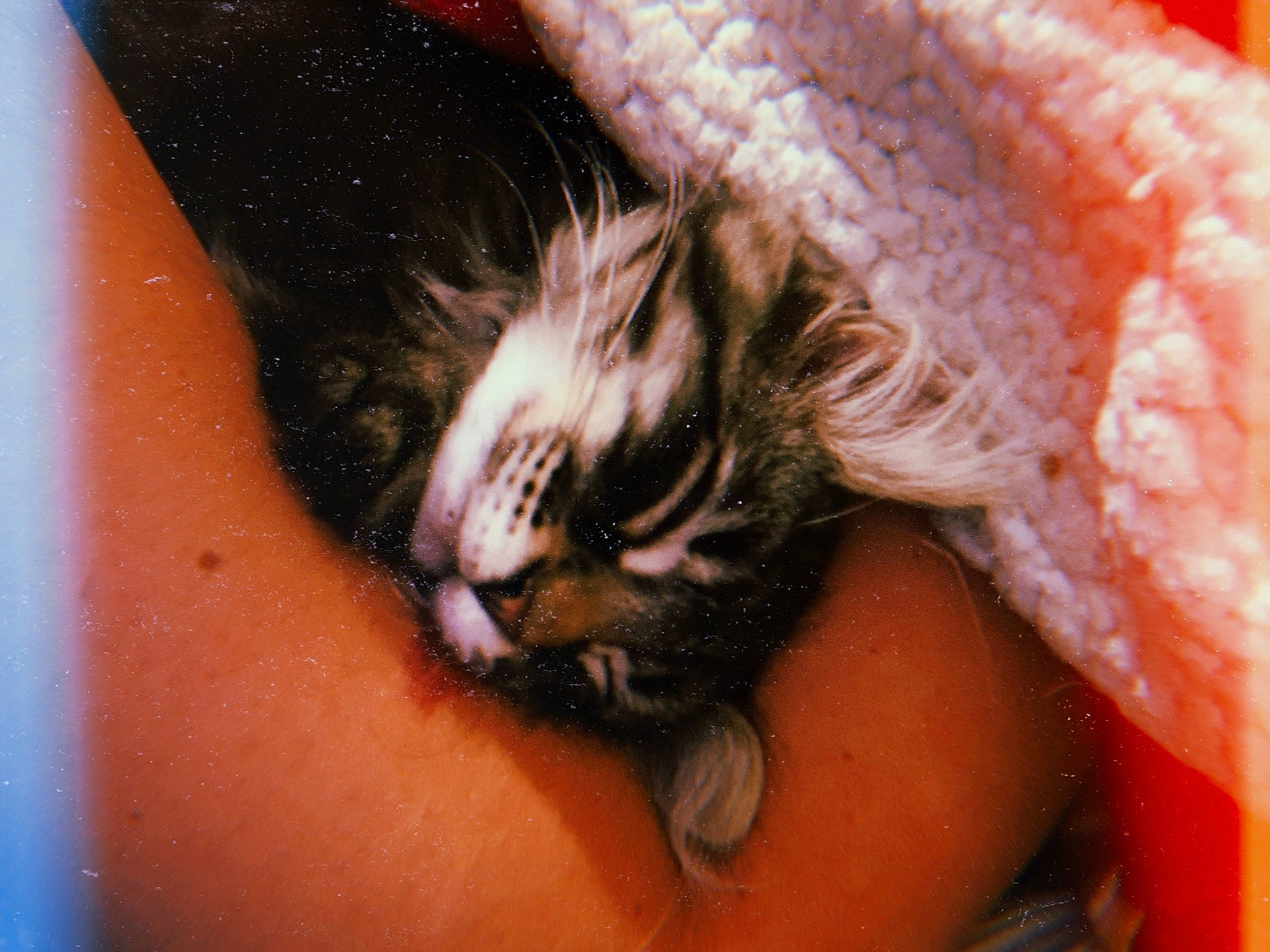 Nimbus joined the competition — help win amazing prizes! carnivore, cat, claw, ear, felidae, fur, kitten, small_to_medium_sized_cats, whiskers