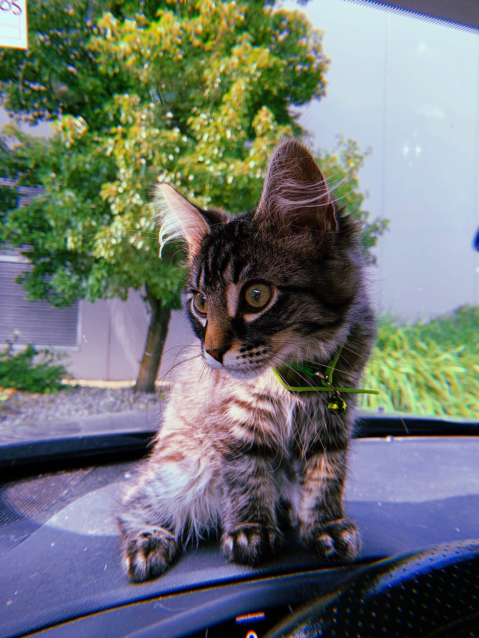 Nimbus joined the competition — help win amazing prizes! automotive_window_part, carnivore, cat, domestic_short_haired_cat, dragon_li, european_shorthair, eye, felidae, fur, glass, kitten, mammal, small_to_medium_sized_cats, tabby_cat, tree, whiskers, wild_cat, wildlife, window, windshield