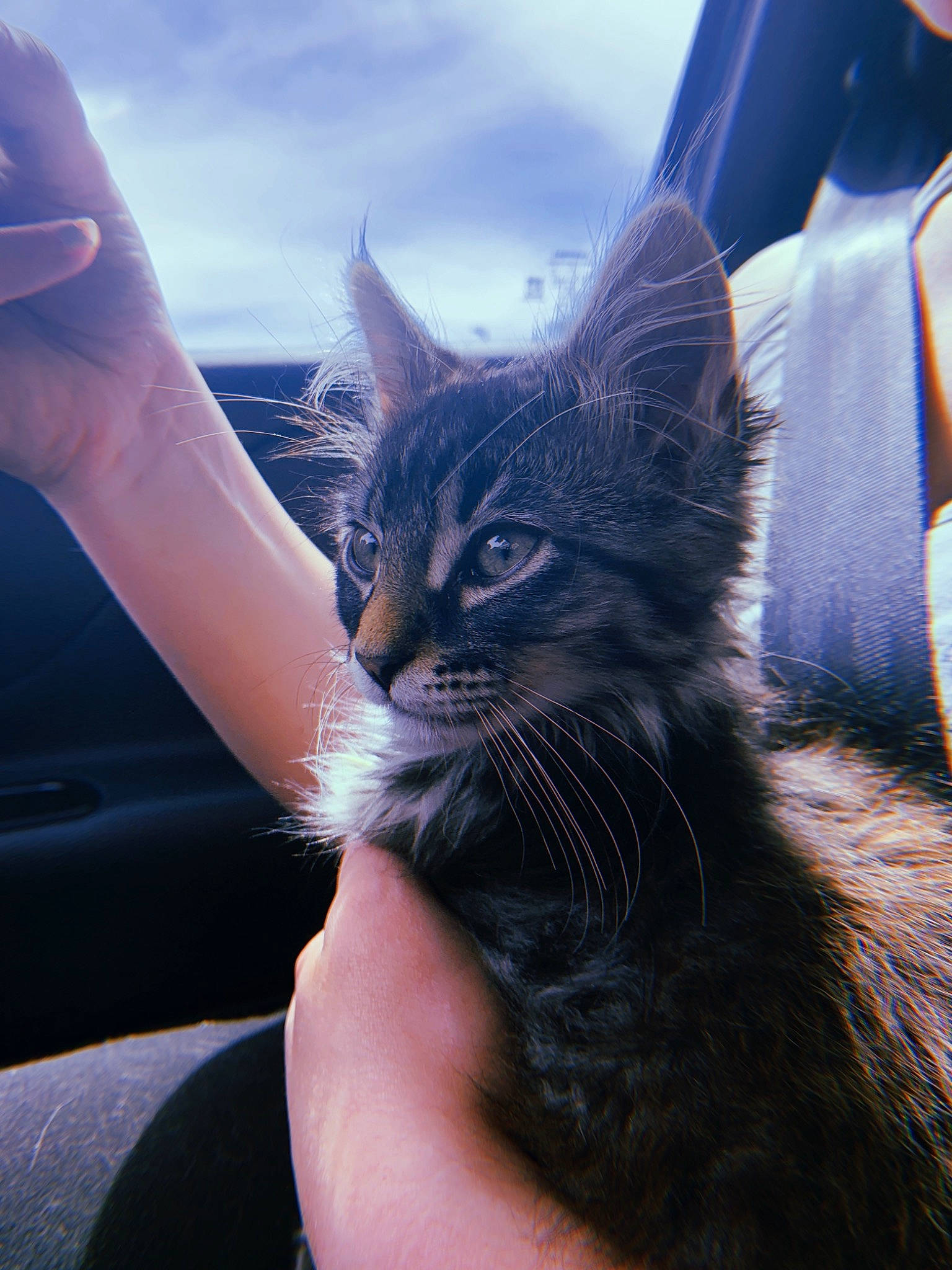 Nimbus is registered to the contest to win money with this photo: asian, black_cat, carnivore, cat, domestic_short_haired_cat, ear, felidae, fur, gesture, hand, kitten, maine_coon, nebelung, sky, small_to_medium_sized_cats, snout, tabby_cat, whiskers