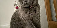 Gaufrette a rejoint le concours — aidez-le/la à gagner de superbes lots ! cat, gray_cat, pet, indoor, feline, curious, sitting, raised_paw, collar, close_up, whiskers, fur, home, wooden_chair, decor, soft_surface, animal, cute, domestic_cat, portrait