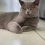 cat, gray_cat, pet, feline, animal, closeup, indoor, floor, tile, relaxed, cute, whiskers, ears, fur, eyes, paws, portrait, laying, domestic_animal, mammal