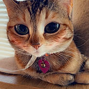 Daisy is registered to the contest to win money with this photo: cat, tabby_cat, pet, close_up, filter, big_eyes, sitting, wooden_shelf, indoor, window_blinds, collar, curious, cute, face, fur, whiskers, ears, domestic_cat, feline, animal