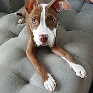 Pretty Girl is registered to the contest to win money with this photo: dog, brown, white, blue_eyes, couch, furniture, pet, animal, ears, paw, indoor, relaxed, canine, portrait, looking, cute, domestic, companion, alert, home