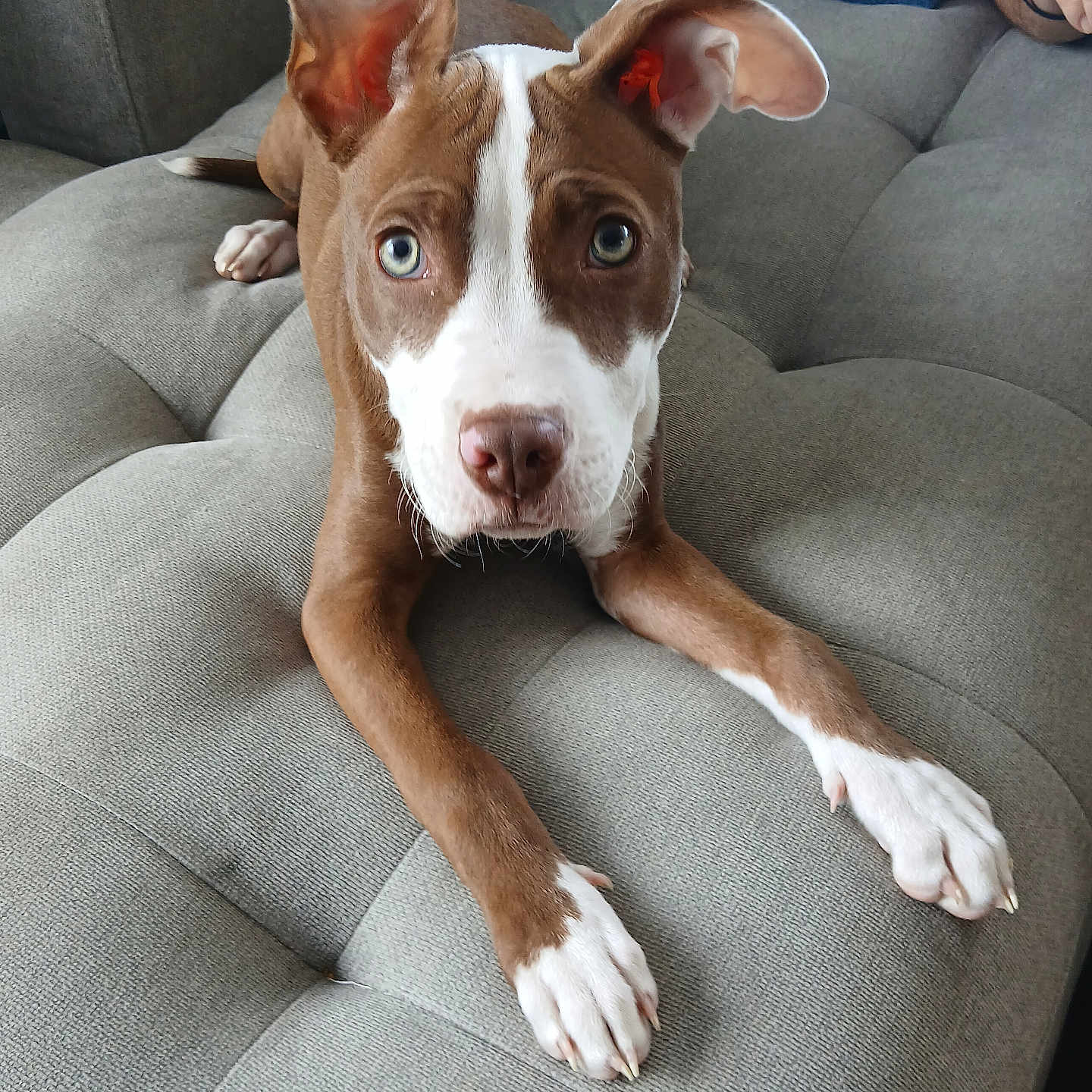 Pretty Girl
