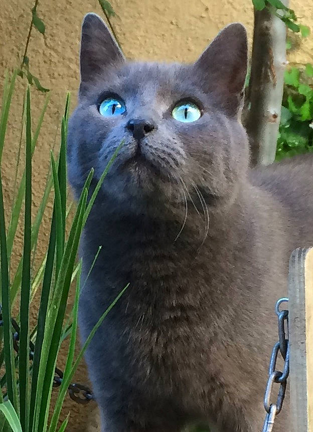 Saphira a rejoint le concours — aidez-le/la à gagner de superbes lots ! carnivore, cat, domestic_short_haired_cat, electric_blue, eye, fawn, felidae, fur, grass, groundcover, iris, perennial_plant, plant, russian_blue, small_to_medium_sized_cats, snout, terrestrial_animal, whiskers, wildlife