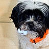 dog, pet, black_and_white, fluffy, small_dog, shih_tzu, portrait, close_up, face, eyes, nose, fur, orange_collar, flowers, indoors, beige_background, sitting, cute, companion_animal, photography