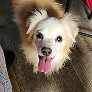 Murphy joined the competition — help win amazing prizes! dog, tongue_out, fluffy, indoor, wooden_floor, pet, happy, looking_up, ears, fur, animal, canine, domestic_animal, cute, friendly, household, flooring, shadow, light, panting