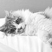 Upy a rejoint le concours — aidez-le/la à gagner de superbes lots ! cat, fluffy, lying_down, white_fur, soft_texture, close_up, pet, indoor, relaxed, cute, portrait, whiskers, animal, feline, resting, cozy, sleepy, bed, domestic, calm