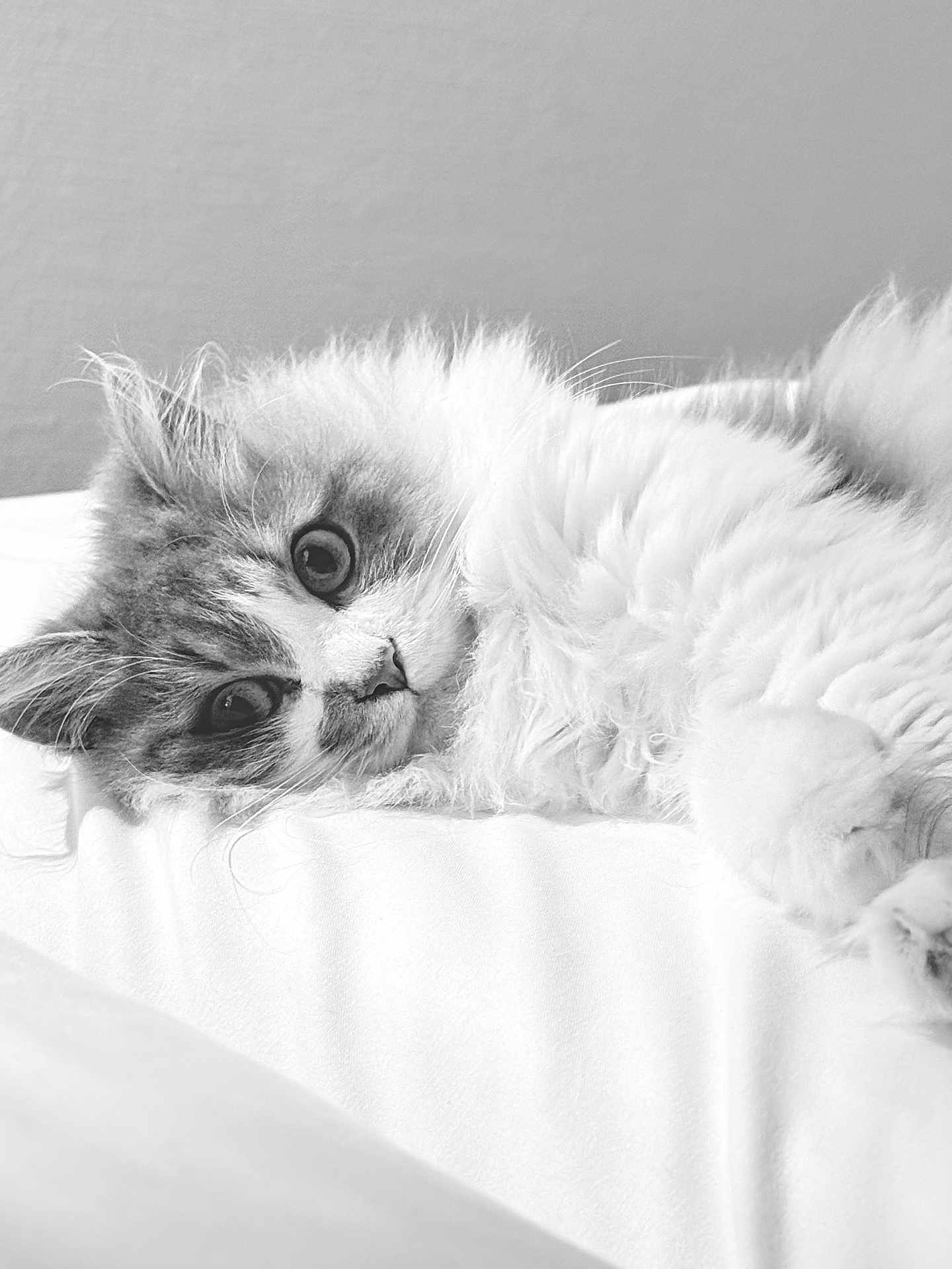 Upy a rejoint le concours — aidez-le/la à gagner de superbes lots ! cat, fluffy, lying_down, white_fur, soft_texture, close_up, pet, indoor, relaxed, cute, portrait, whiskers, animal, feline, resting, cozy, sleepy, bed, domestic, calm
