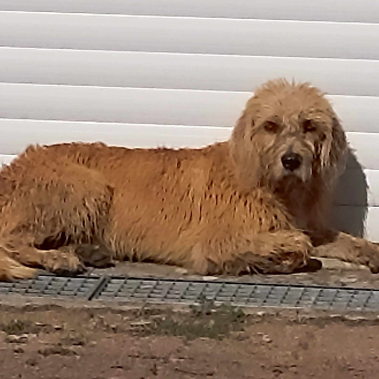 Lucky participe au concours pour gagner de l'argent avec cette photo : animal, brown_fur, calm, canine, daytime, dog, domestic, door, fur, garage, ground, guard_dog, lying_down, mammal, outdoor, pet, quiet, resting, shadow, sunlight