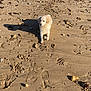 dog, beach, sand, tennis_ball, footprints, rocks, sunlight, outdoor, animal, pet, playful, nature, water, shore, canine, daylight, wet_fur, small_dog, recreation, coast
