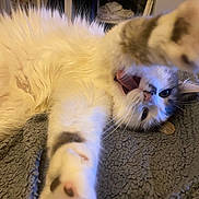 Loubine participe au concours pour gagner de l'argent avec cette photo : cat, white_fur, gray_fur, paw, stretching, blanket, cozy, indoor, playful, pet, animal, whiskers, cute, tabby, relaxed, fur, closeup, claw, lying_down, curious